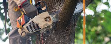 How Our Tree Care Process Works  in  La Croft, OH