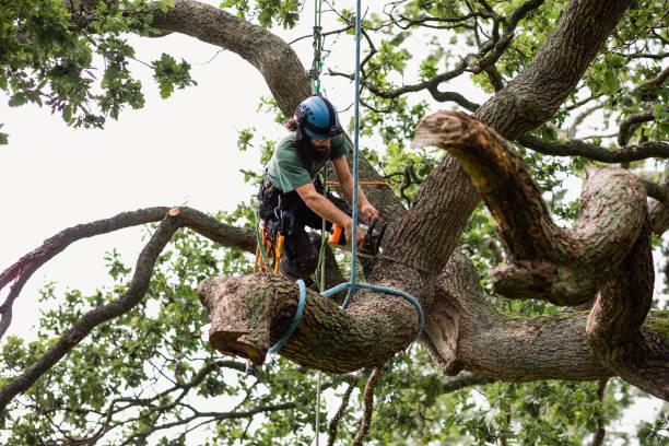 Tree and Shrub Care in La Croft, OH