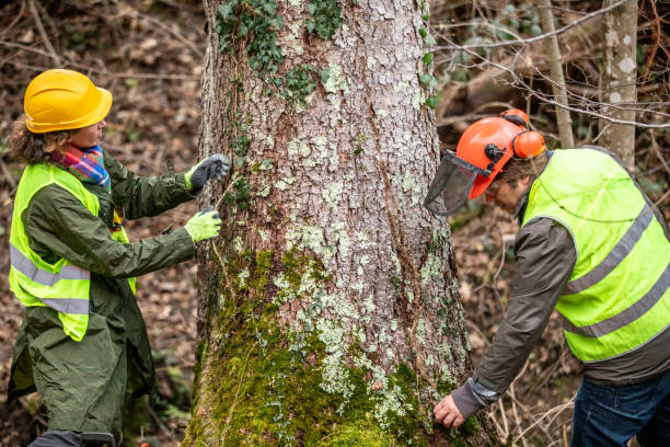 Best Storm Damage Tree Cleanup  in La Croft, OH