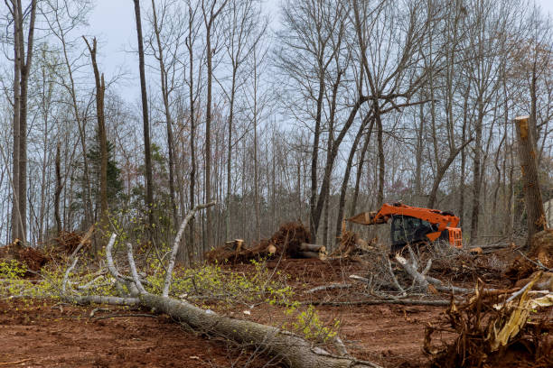 Trusted La Croft, OH Tree Services Experts