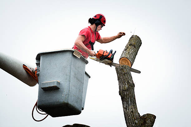 Best Arborist Consultation Services  in La Croft, OH