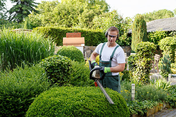 Best Root Management and Removal  in La Croft, OH